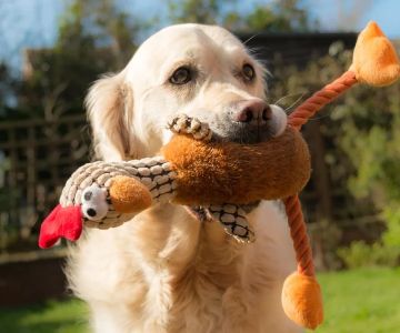 How to Help Dogs With Fear of Fetch Toys | Pet & Puppy