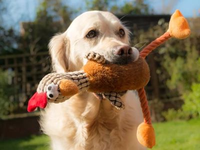 How to Help Dogs With Fear of Fetch Toys | Pet & Puppy