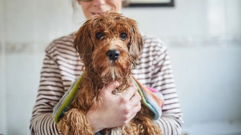 Why Dogs Shake After a Bath and What It Means for Your Pet