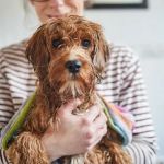 Why Dogs Shake After a Bath and What It Means for Your Pet