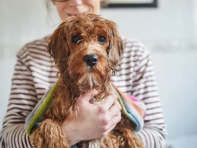 Why Dogs Shake After a Bath and What It Means for Your Pet