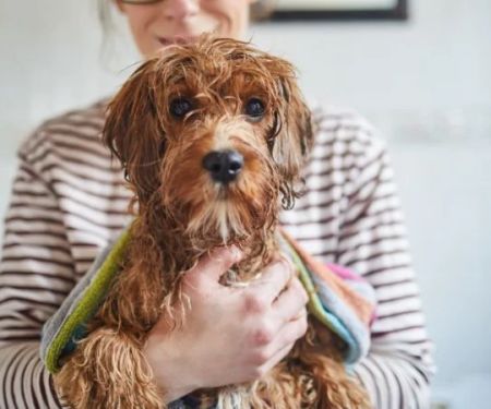Why Dogs Shake After a Bath and What It Means for Your Pet