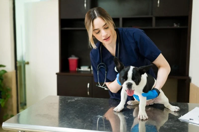 Signs Your Dog Needs Immediate Veterinary Care