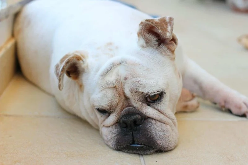 Best Dog Foods for Sensitive Digestion: Top Picks and Expert Tips | Pet & Puppy