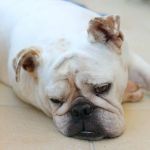 Best Dog Foods for Sensitive Digestion: Top Picks and Expert Tips | Pet & Puppy