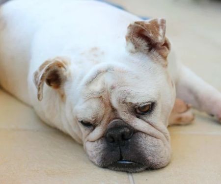 Best Dog Foods for Sensitive Digestion: Top Picks and Expert Tips | Pet & Puppy