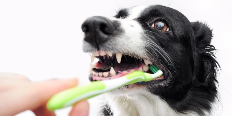 Best Dog Treats That Promote Dental Cleaning for Healthy Teeth