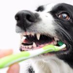 Best Dog Treats That Promote Dental Cleaning for Healthy Teeth