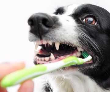 Best Dog Treats That Promote Dental Cleaning for Healthy Teeth