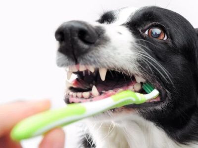 Best Dog Treats That Promote Dental Cleaning for Healthy Teeth