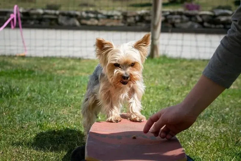 Effective Training Tips for Hyperactive Dogs at Home