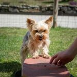 Effective Training Tips for Hyperactive Dogs at Home