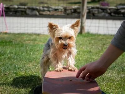 Effective Training Tips for Hyperactive Dogs at Home
