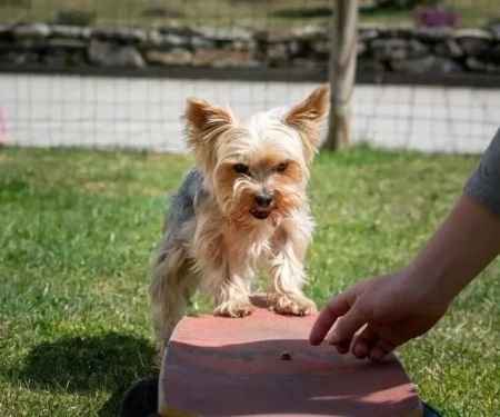 Effective Training Tips for Hyperactive Dogs at Home