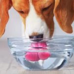 Best Dental Water Additives for Dogs for Healthy Teeth and Fresh Breath