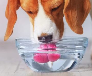 Best Dental Water Additives for Dogs for Healthy Teeth and Fresh Breath