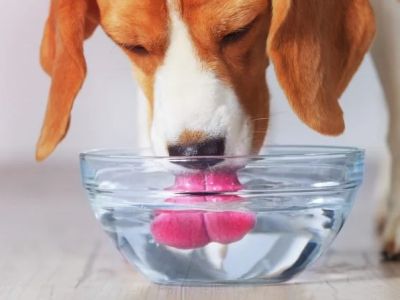 Best Dental Water Additives for Dogs for Healthy Teeth and Fresh Breath