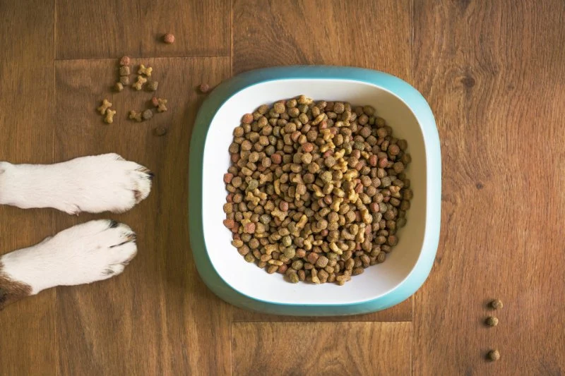 The Truth About Grain-Free Dog Food: Pros and Cons Explained