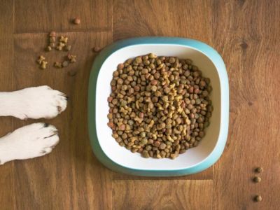 The Truth About Grain-Free Dog Food: Pros and Cons Explained