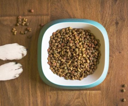 The Truth About Grain-Free Dog Food: Pros and Cons Explained