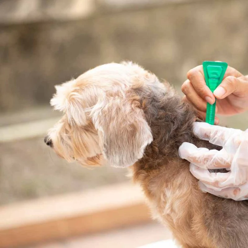 Best Flea Treatments Safe for Puppies — Expert Recommendations 2026