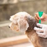 Best Flea Treatments Safe for Puppies — Expert Recommendations 2026