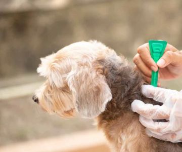 Best Flea Treatments Safe for Puppies — Expert Recommendations 2026