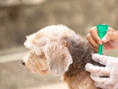 Best Flea Treatments Safe for Puppies — Expert Recommendations 2026