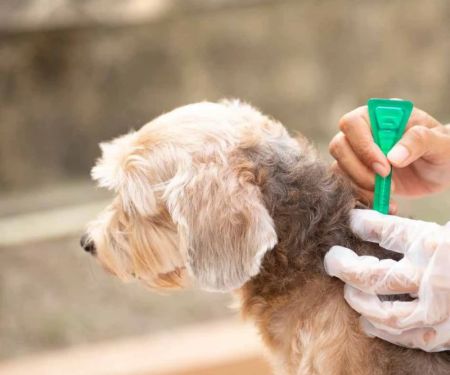 Best Flea Treatments Safe for Puppies — Expert Recommendations 2026