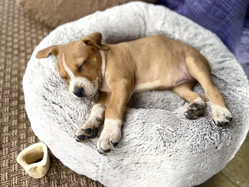 How to Help Your Dog Sleep Better at Night: Expert Tips