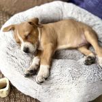 How to Help Your Dog Sleep Better at Night: Expert Tips