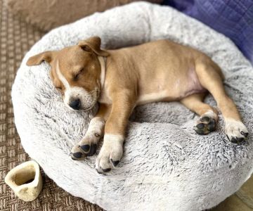 How to Help Your Dog Sleep Better at Night: Expert Tips