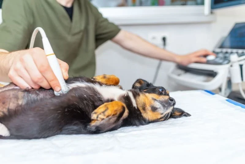 What to Know About Canine Bladder Stones in Dogs: Causes, Symptoms & Care