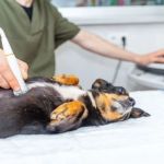 What to Know About Canine Bladder Stones in Dogs: Causes, Symptoms & Care
