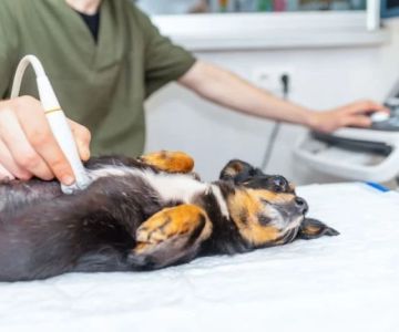 What to Know About Canine Bladder Stones in Dogs: Causes, Symptoms & Care