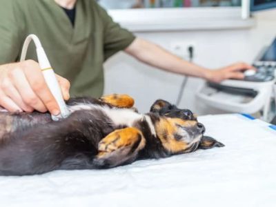 What to Know About Canine Bladder Stones in Dogs: Causes, Symptoms & Care