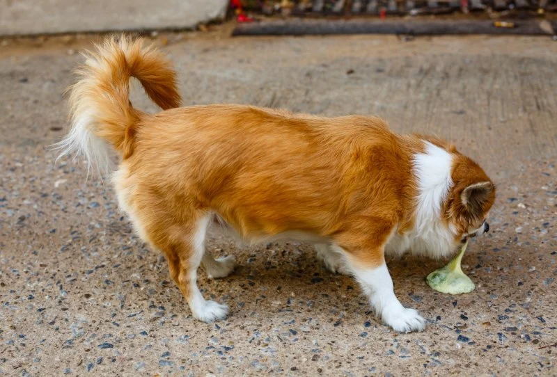 Why Is My Dog Vomiting? Common Causes and Vet Warning Signs