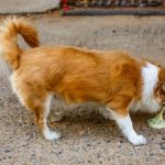 Why Is My Dog Vomiting? Common Causes and Vet Warning Signs