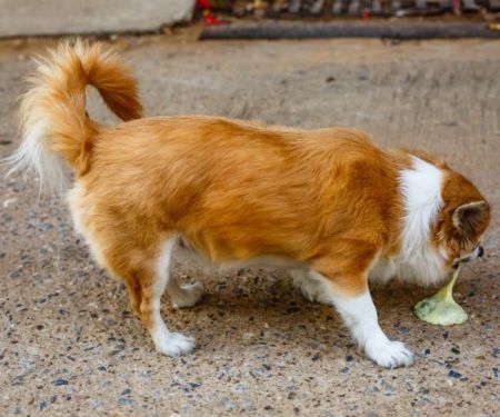 Why Is My Dog Vomiting? Common Causes and Vet Warning Signs