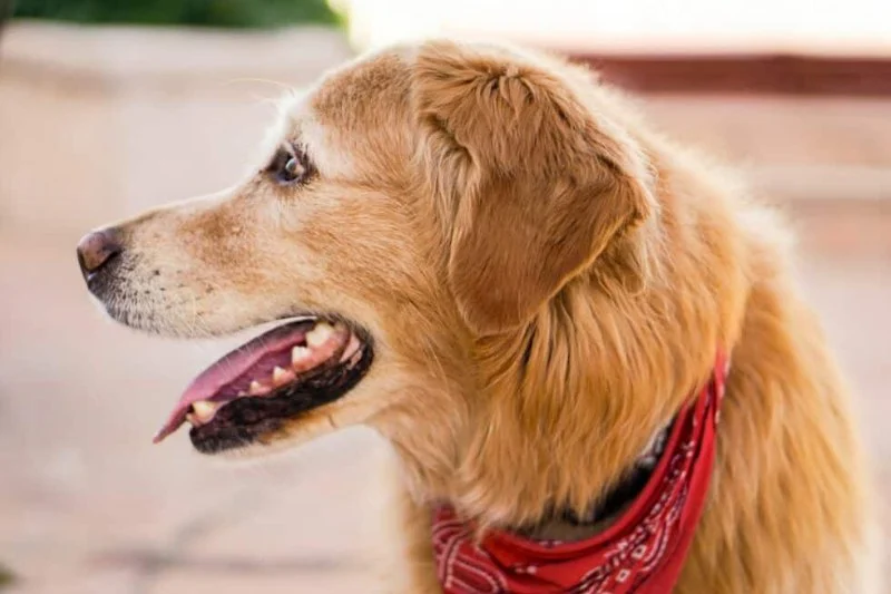 Why Is My Dog Panting After Light Activity? Causes & What to Do