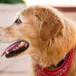Why Is My Dog Panting After Light Activity? Causes & What to Do
