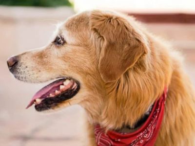 Why Is My Dog Panting After Light Activity? Causes & What to Do