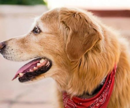 Why Is My Dog Panting After Light Activity? Causes & What to Do