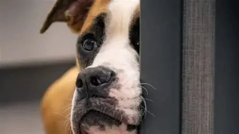 Why Do Dogs Head Press Against Walls? Causes & When to Worry