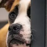 Why Do Dogs Head Press Against Walls? Causes & When to Worry