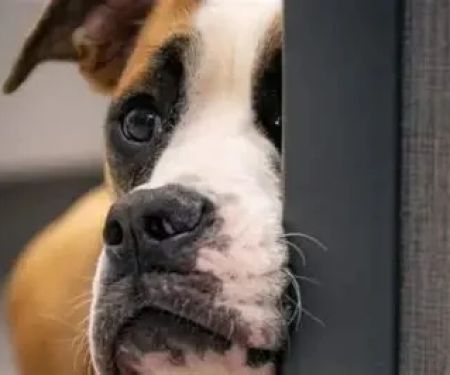 Why Do Dogs Head Press Against Walls? Causes & When to Worry