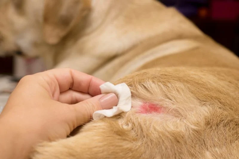 How to Help Dogs With Hot Spot Inflammation Naturally and Safely