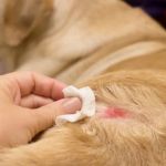 How to Help Dogs With Hot Spot Inflammation Naturally and Safely