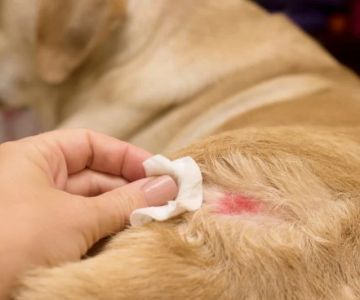 How to Help Dogs With Hot Spot Inflammation Naturally and Safely