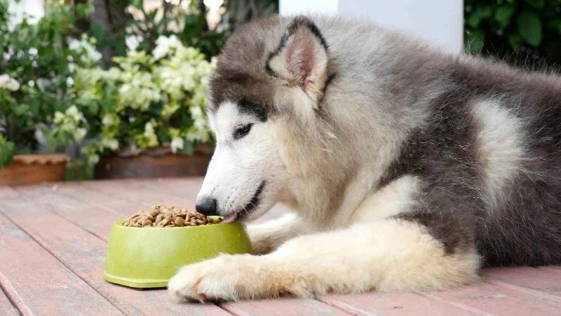 Best Dog Foods for Active Adult Dogs: Nutrition and Top Choices